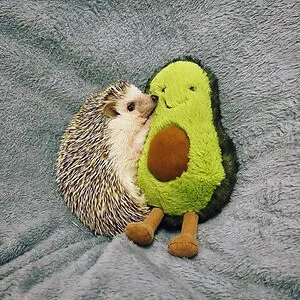 𝕔𝕠𝕟𝕗𝕦𝕤𝕖𝕕 𝕤𝕔𝕣𝕖𝕒𝕞𝕚𝕟𝕘 🦔
