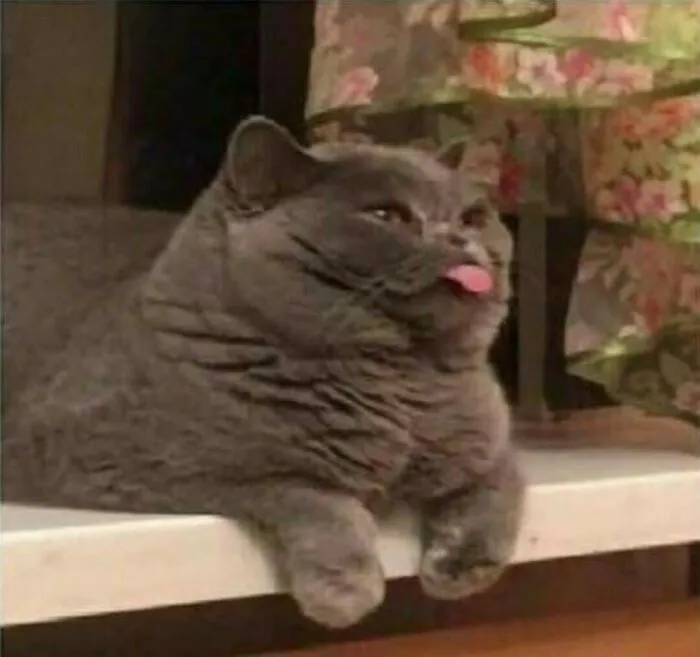 40 Fotos extrañas de gatos que de algún modo tienen sentido, compartidas por la cuenta “Avantgarde Cats”