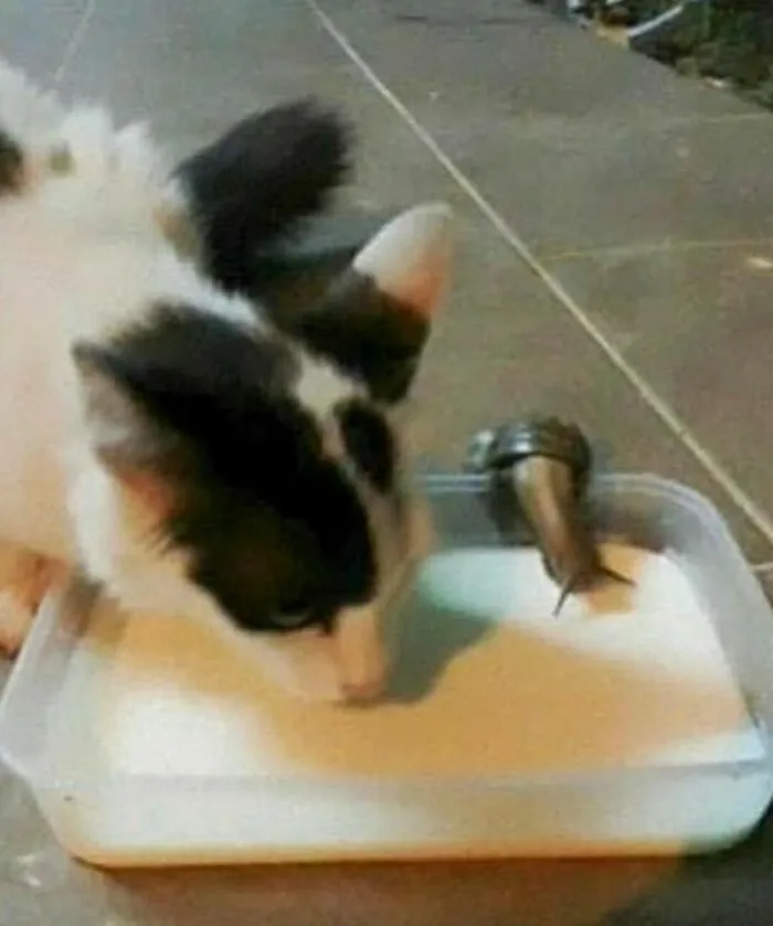 40 Fotos extrañas de gatos que de algún modo tienen sentido, compartidas por la cuenta “Avantgarde Cats”