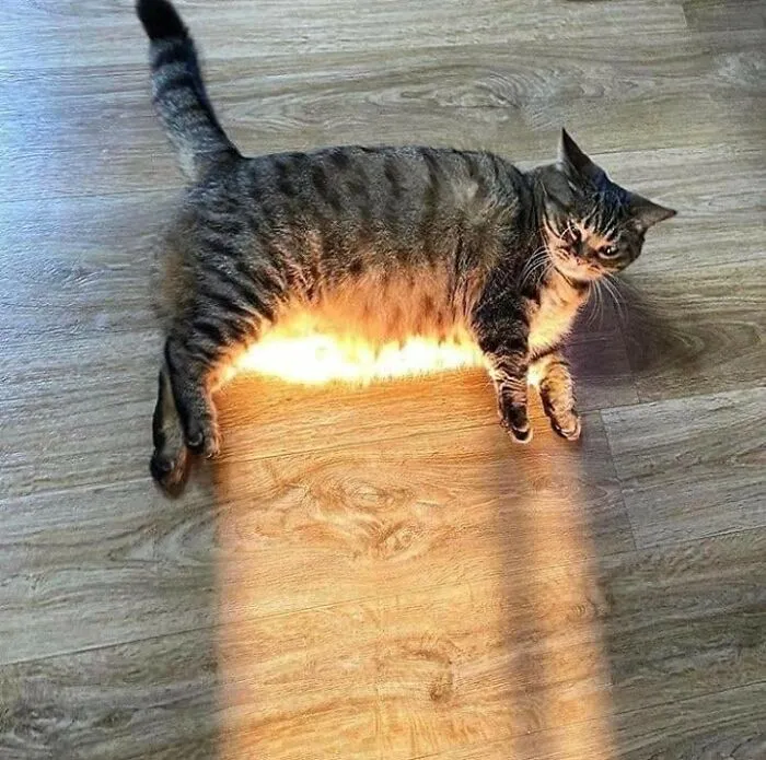 40 Fotos extrañas de gatos que de algún modo tienen sentido, compartidas por la cuenta “Avantgarde Cats”