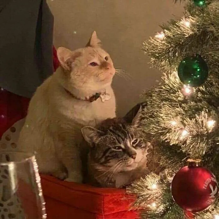40 Fotos extrañas de gatos que de algún modo tienen sentido, compartidas por la cuenta “Avantgarde Cats”