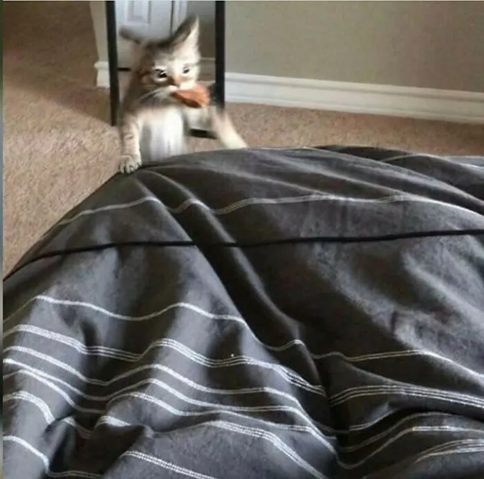 40 Fotos extrañas de gatos que de algún modo tienen sentido, compartidas por la cuenta “Avantgarde Cats”