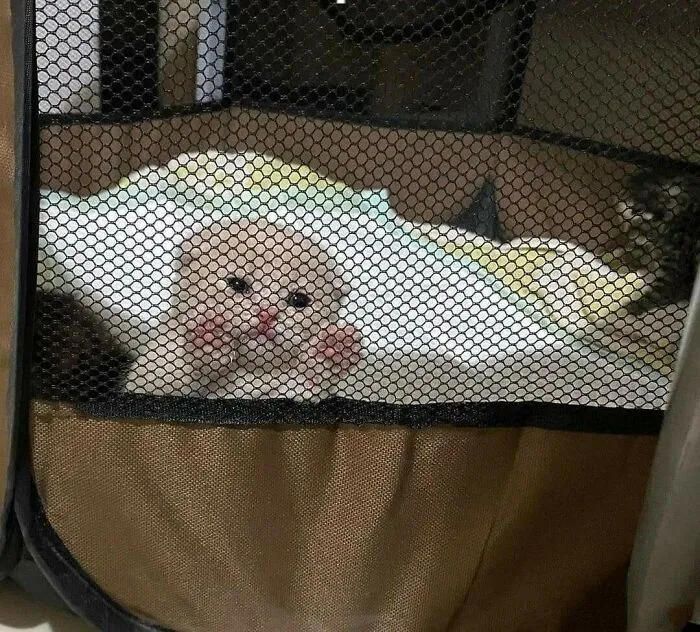 40 Fotos extrañas de gatos que de algún modo tienen sentido, compartidas por la cuenta “Avantgarde Cats”