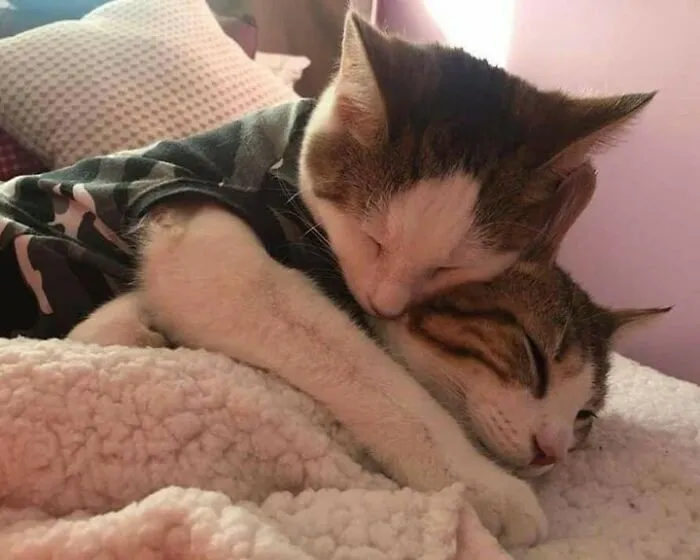 40 Fotos extrañas de gatos que de algún modo tienen sentido, compartidas por la cuenta “Avantgarde Cats”