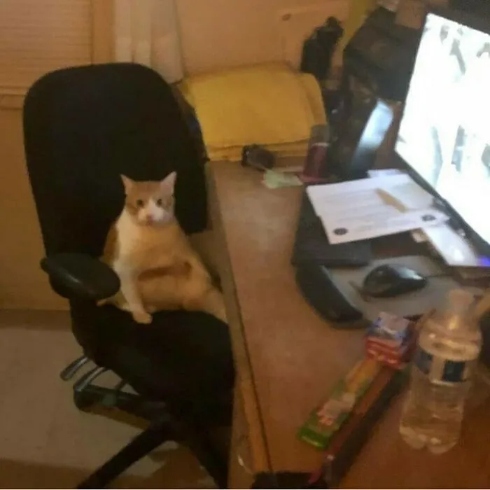 40 Fotos extrañas de gatos que de algún modo tienen sentido, compartidas por la cuenta “Avantgarde Cats”