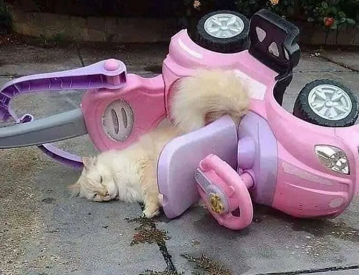 40 Fotos extrañas de gatos que de algún modo tienen sentido, compartidas por la cuenta “Avantgarde Cats”