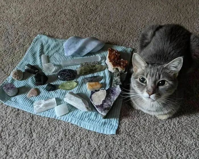 40 Fotos extrañas de gatos que de algún modo tienen sentido, compartidas por la cuenta “Avantgarde Cats”