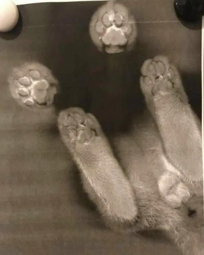 40 Fotos extrañas de gatos que de algún modo tienen sentido, compartidas por la cuenta “Avantgarde Cats”