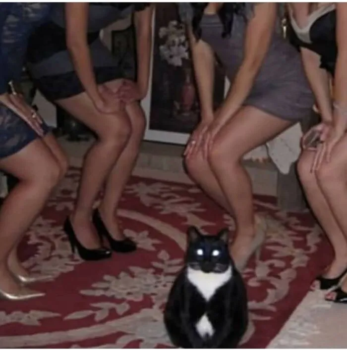 40 Fotos extrañas de gatos que de algún modo tienen sentido, compartidas por la cuenta “Avantgarde Cats”