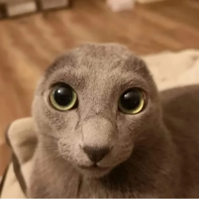 40 Fotos extrañas de gatos que de algún modo tienen sentido, compartidas por la cuenta “Avantgarde Cats”
