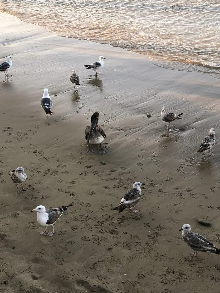 The Pelican Briefing