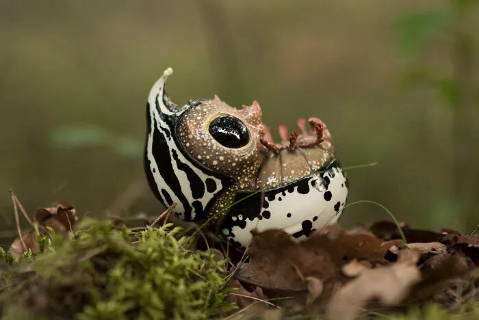 Moon Beetle