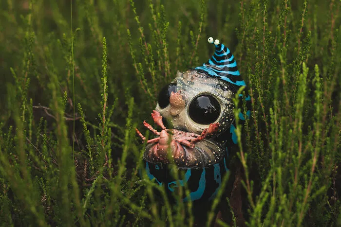 Moon Beetle