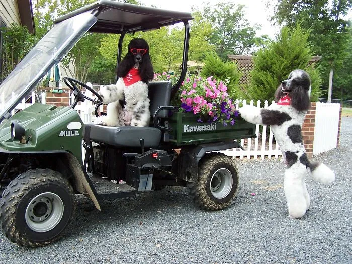 The “WeRateDogs” Twitter Account With 9M Followers Rates People's Dogs, And It's As Hilarious As It Is Wholesome (50 New Pics)