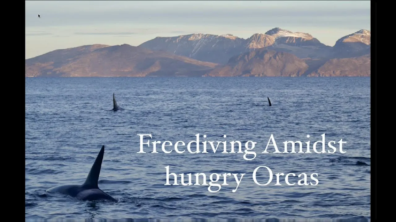 Face To Face With Giant Predators In The Frozen Waters Of The Arctic