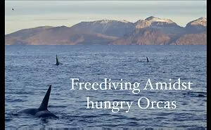 Face To Face With Giant Predators In The Frozen Waters Of The Arctic