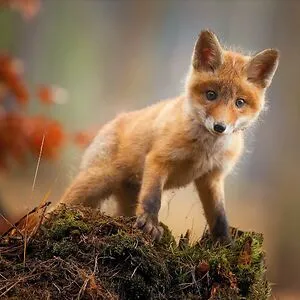 Foxes forever!