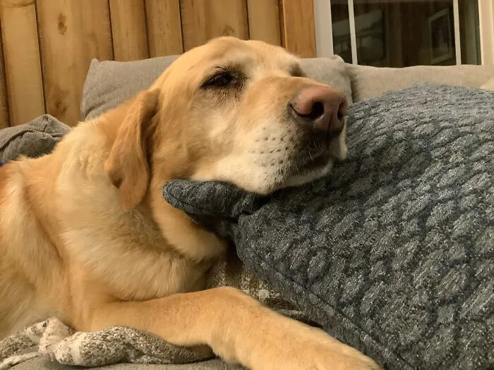 My Old Dog!!!