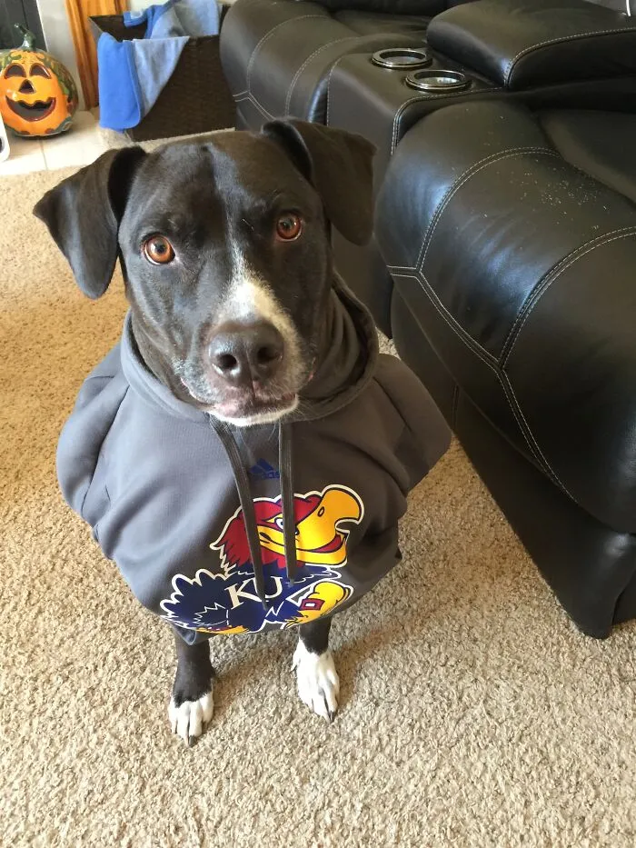 The “WeRateDogs” Twitter Account With 9M Followers Rates People's Dogs, And It's As Hilarious As It Is Wholesome (50 New Pics)