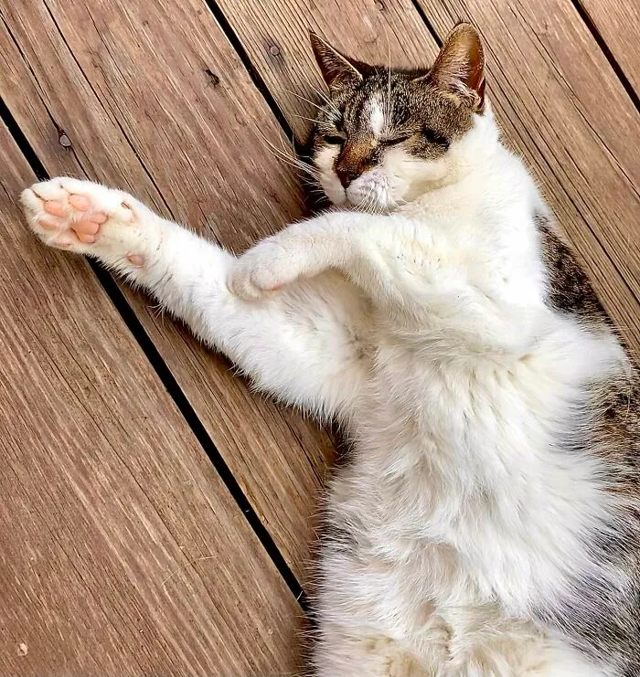 My Cat Enjoying The Sun