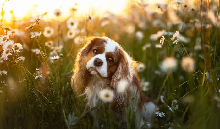 Dogs Showing Their Personality: 25 Cute Photos I Took (New Pics)