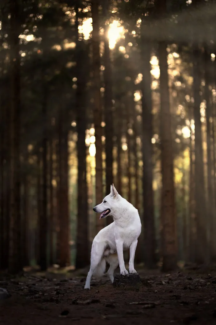 Dogs Showing Their Personality: 25 Cute Photos I Took (New Pics)