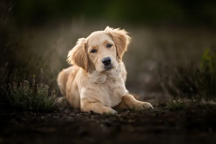 Dogs Showing Their Personality: 25 Cute Photos I Took (New Pics)