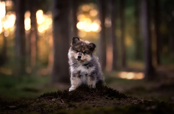Dogs Showing Their Personality: 25 Cute Photos I Took (New Pics)