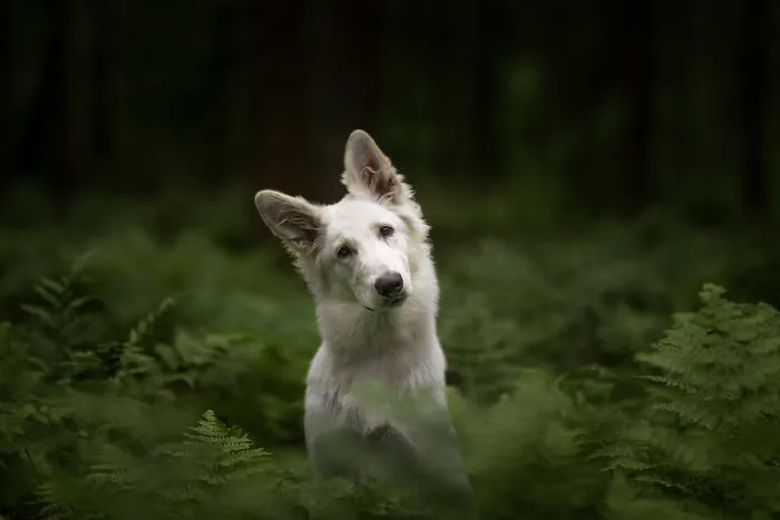 Dogs Showing Their Personality: 25 Cute Photos I Took (New Pics)