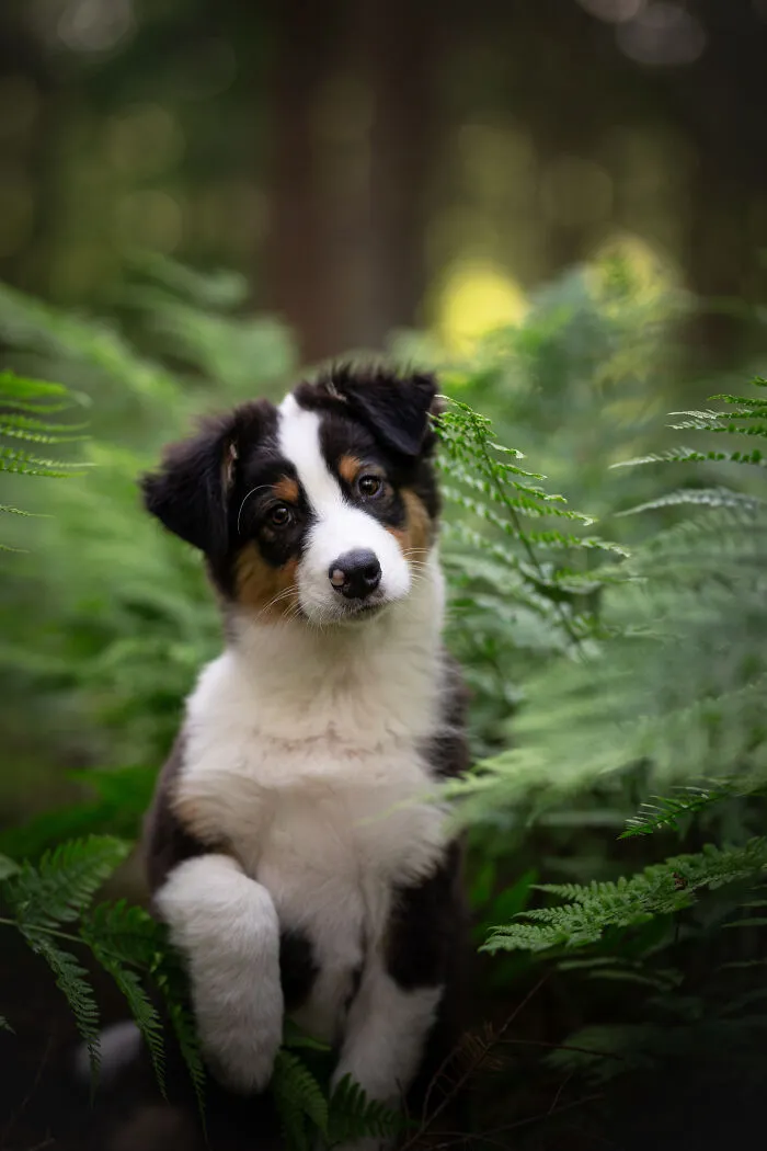 Dogs Showing Their Personality: 25 Cute Photos I Took (New Pics)