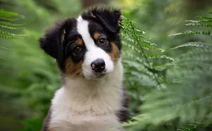 Dogs Showing Their Personality: 25 Cute Photos I Took (New Pics)