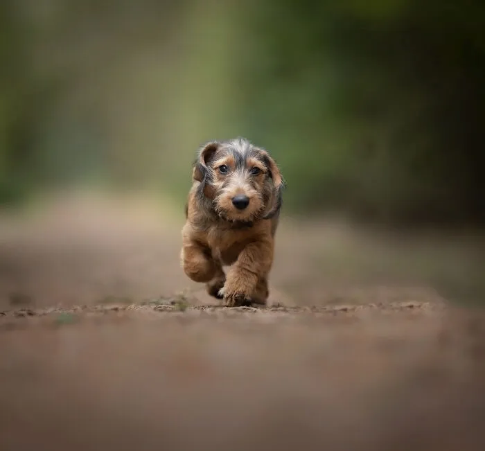 Dogs Showing Their Personality: 25 Cute Photos I Took (New Pics)