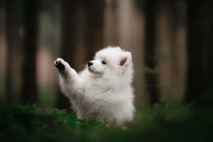 Dogs Showing Their Personality: 25 Cute Photos I Took (New Pics)