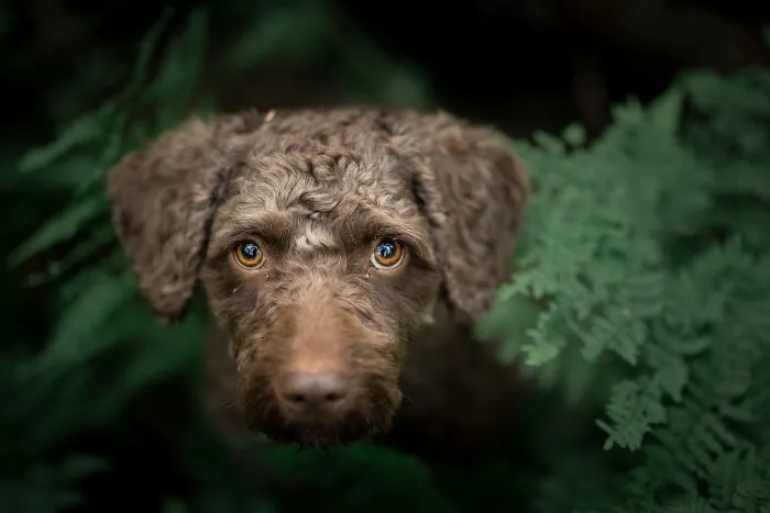 Dogs Showing Their Personality: 25 Cute Photos I Took (New Pics)