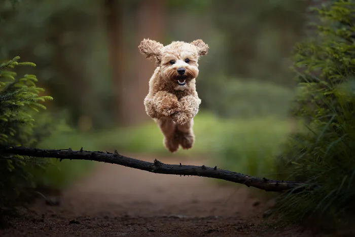 Dogs Showing Their Personality: 25 Cute Photos I Took (New Pics)