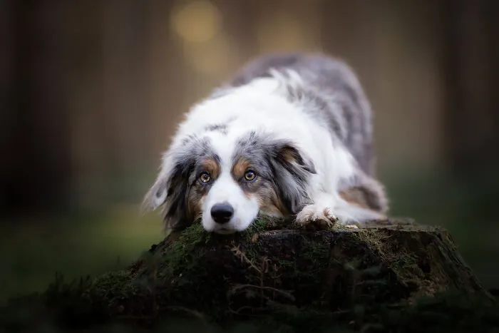 Dogs Showing Their Personality: 25 Cute Photos I Took (New Pics)