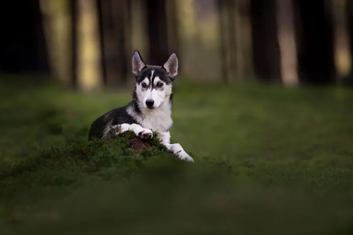 Dogs Showing Their Personality: 25 Cute Photos I Took (New Pics)