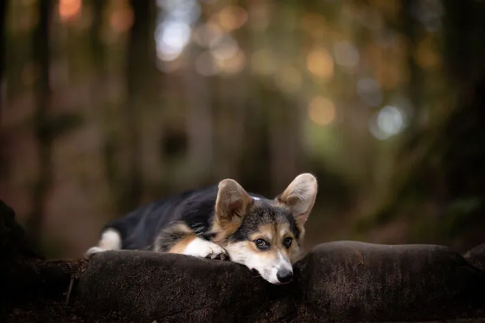 Dogs Showing Their Personality: 25 Cute Photos I Took (New Pics)