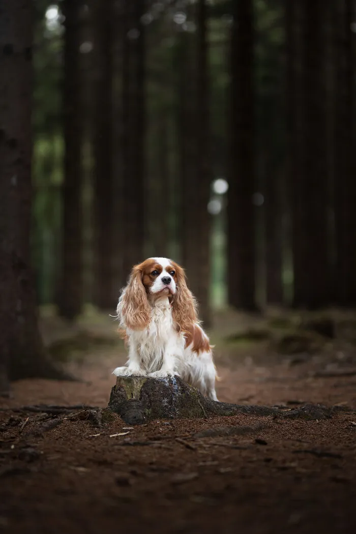 Dogs Showing Their Personality: 25 Cute Photos I Took (New Pics)