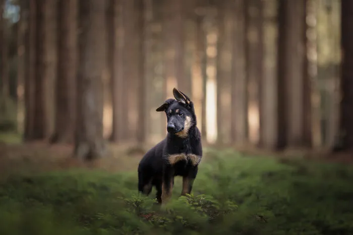 Dogs Showing Their Personality: 25 Cute Photos I Took (New Pics)