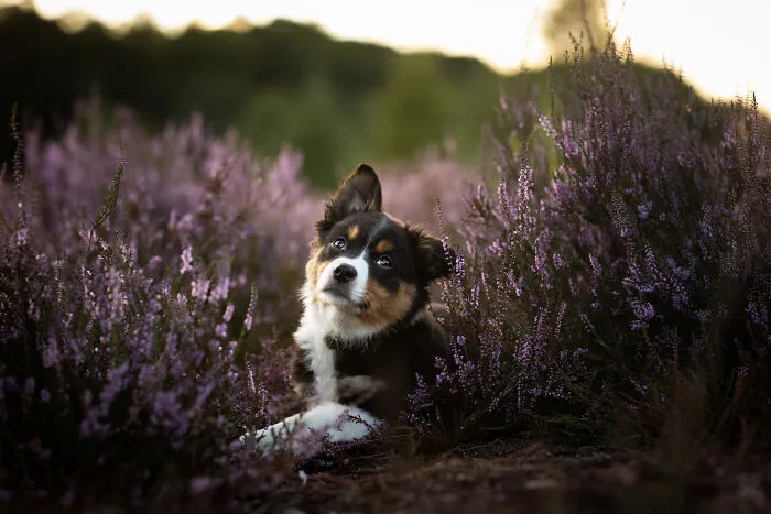 Dogs Showing Their Personality: 25 Cute Photos I Took (New Pics)