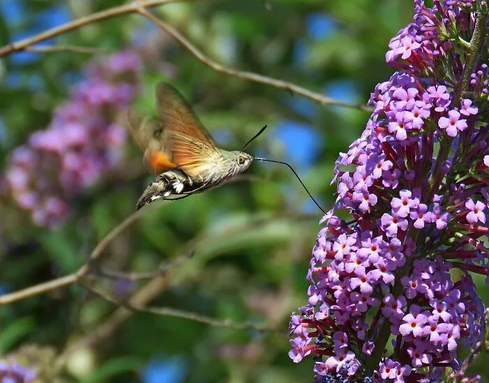 Hummingbird Hawk-Moth, I Finally Took A Picture Of That Cute Little Face 🥰