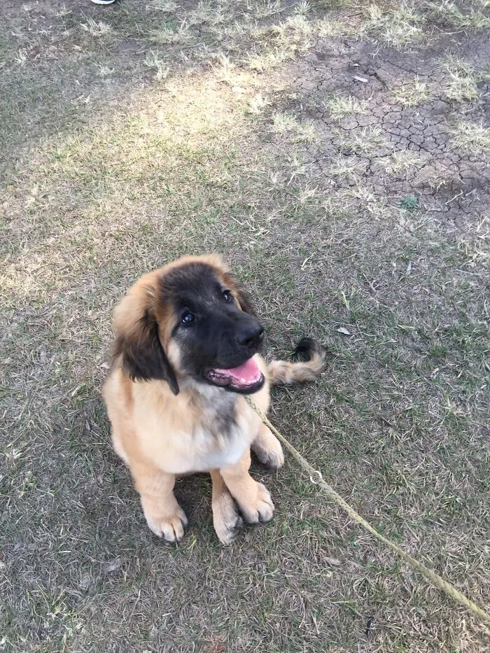 The “WeRateDogs” Twitter Account With 9M Followers Rates People's Dogs, And It's As Hilarious As It Is Wholesome (50 New Pics)