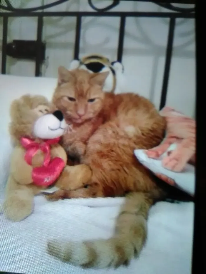 Ozzie, Forever Fourteen. The Light Of My Life, The Heart Of My Heart Passed Away In 2016.  I Miss Him Every Day