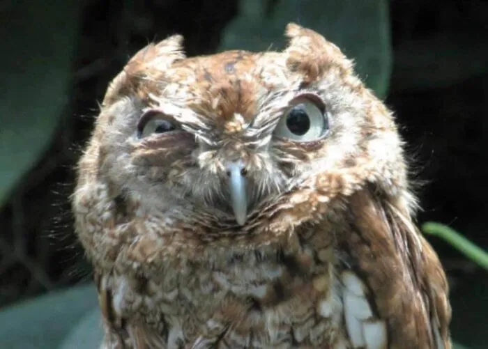 First Day Of 10th Grade.  Teacher Calls My Name "Andrea.  Do People Call You Andy?". Me, With A Scowl: "Just The One Time"