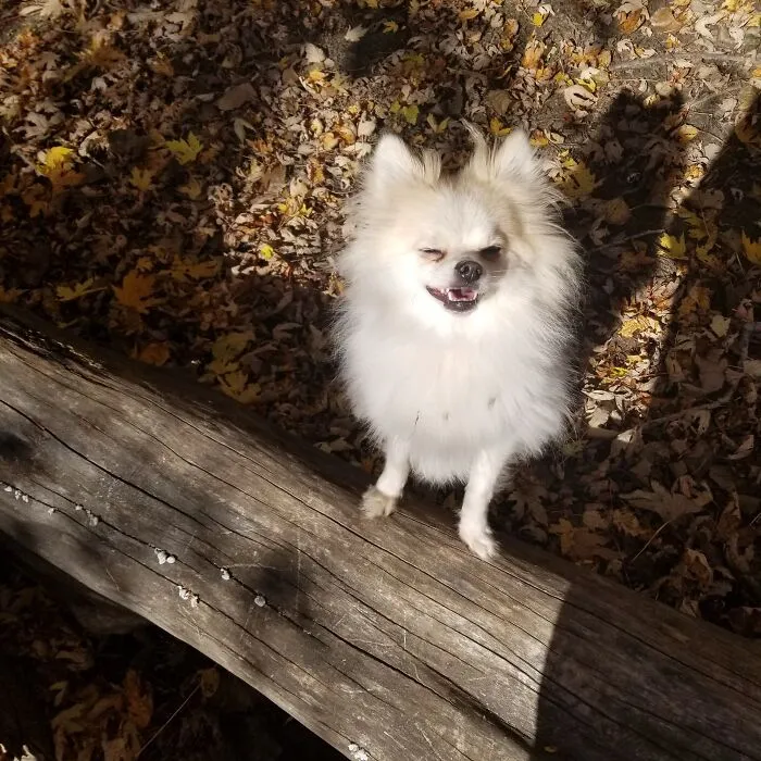 The “WeRateDogs” Twitter Account With 9M Followers Rates People's Dogs, And It's As Hilarious As It Is Wholesome (50 New Pics)