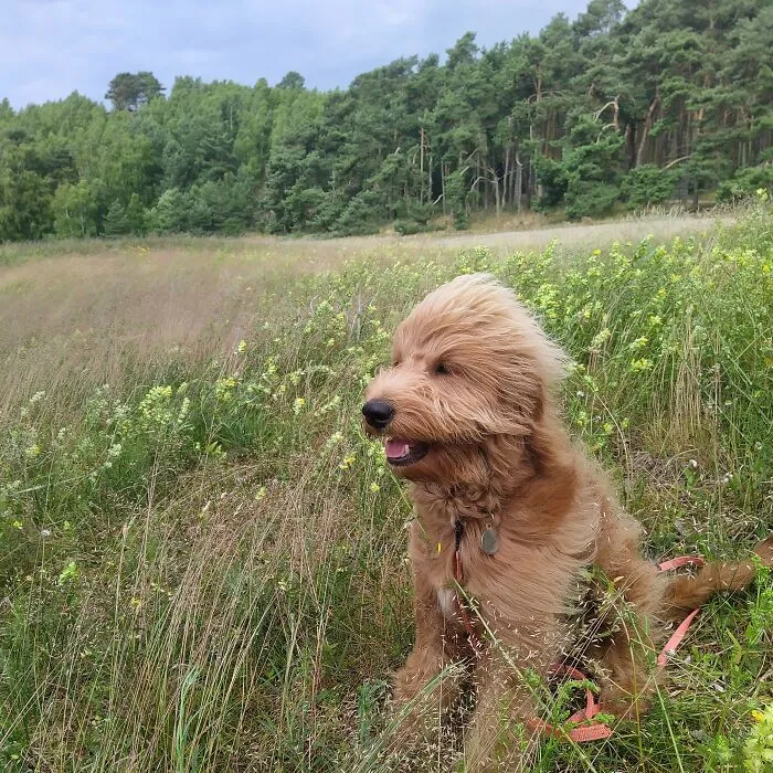 My Goldendoodle Gėris