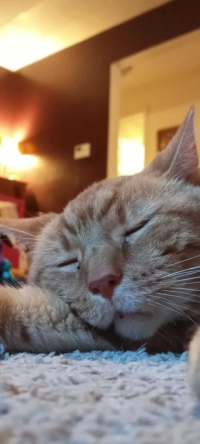 Sleepy Little Guy