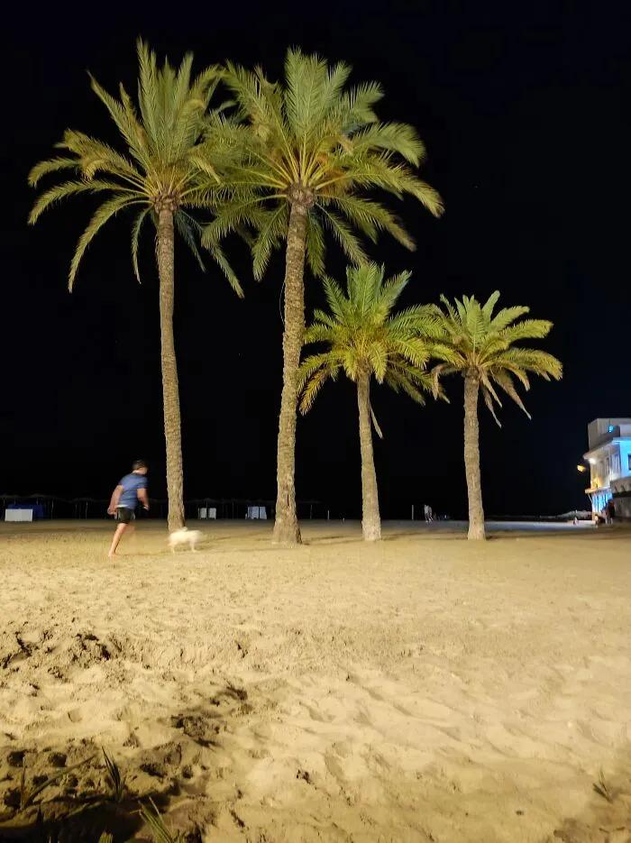 Palm Trees In Eastern Spain