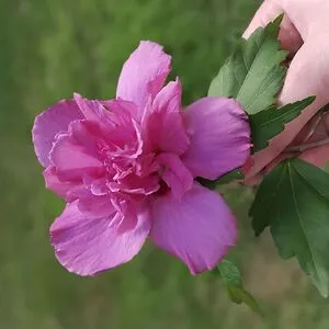 AngelKat